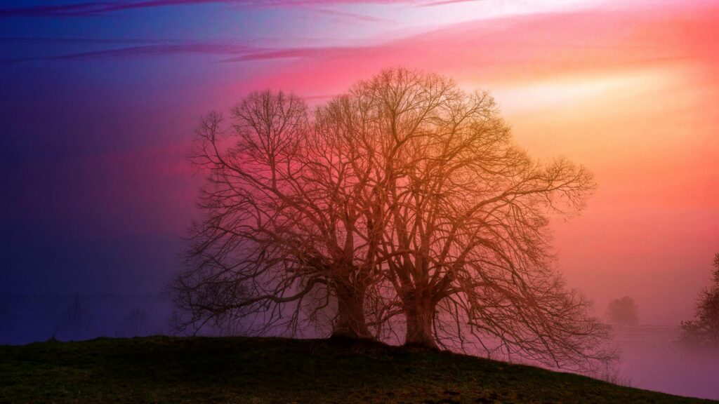 Enchanting view of a large tree silhouette against a mystical sunset sky.