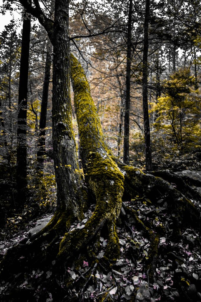 Captivating moss-covered tree and roots in a serene autumn forest landscape.