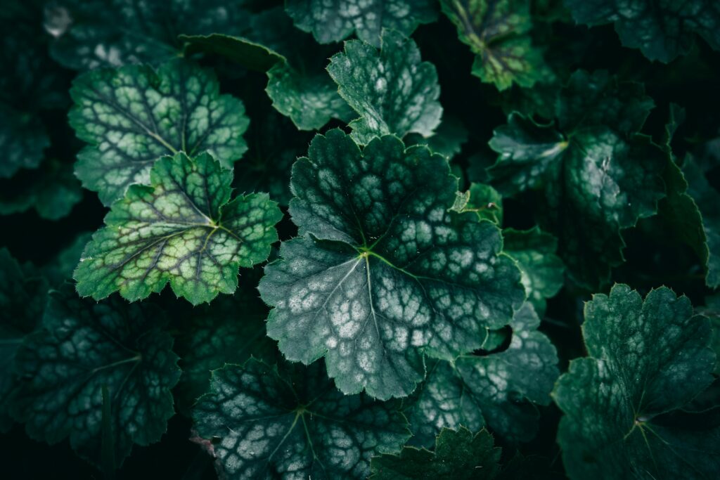 A close up of green Alumroot leaves