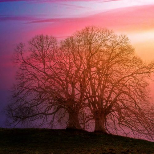 Enchanting view of a large tree silhouette against a mystical sunset sky.